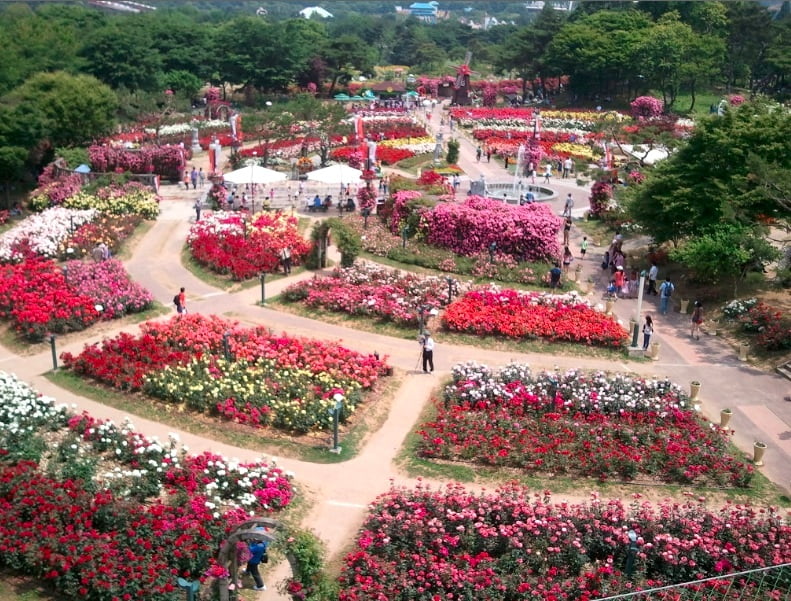 Огромный сад роз