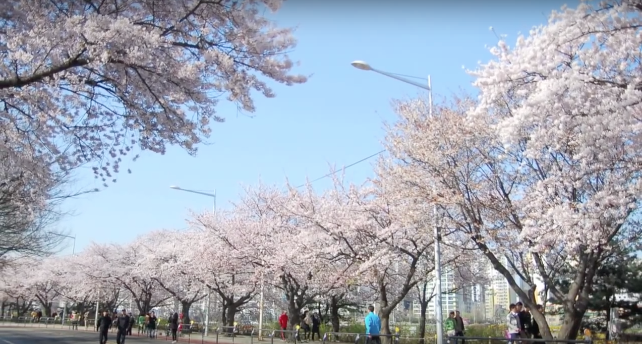 Фото цветения сакуры в Сеуле на Йоидо