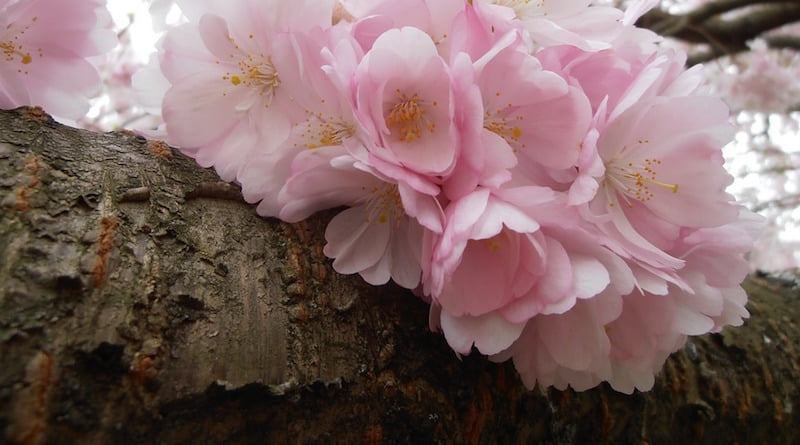 Советы где посмотреть цветущую сакуру в Корее