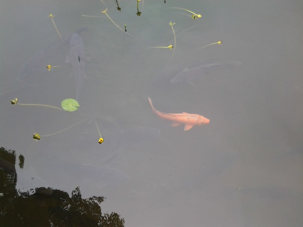 Золотая рыбка в пруду дворца Кенбоккун