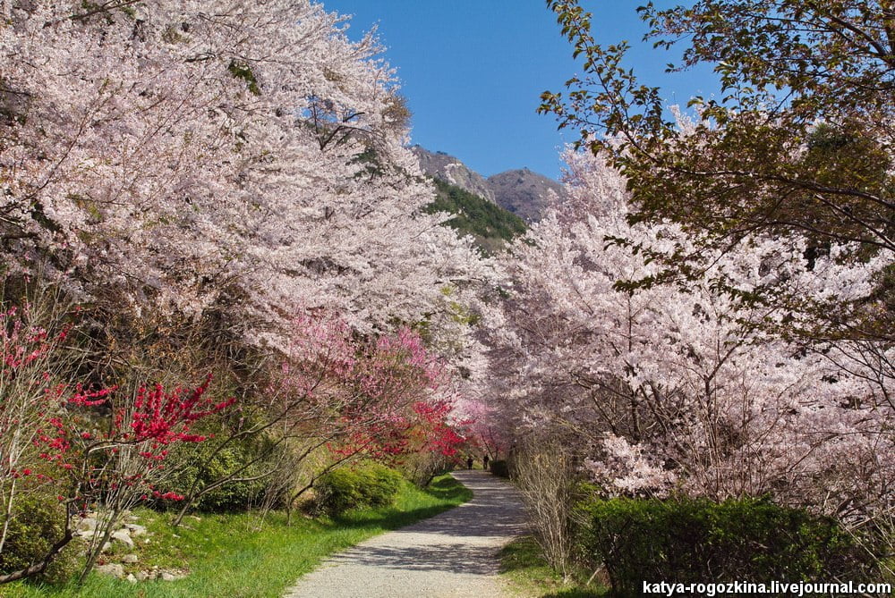 Цветение сакуры в Корее